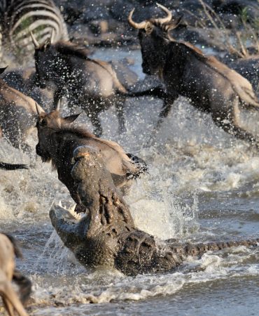 6 Days  Maasai Mara Safari