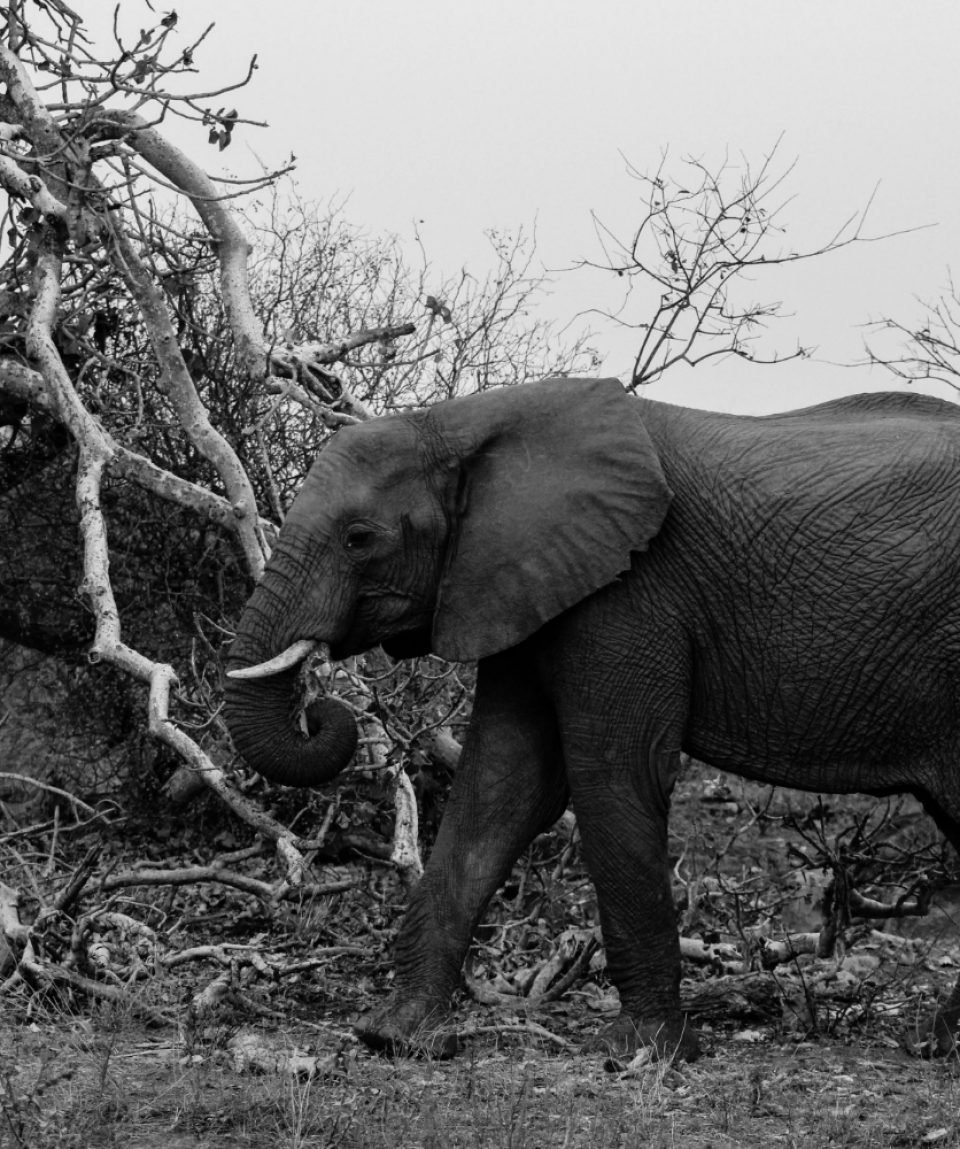 black-white-mid-closeup-shot-beautiful-elephant-walking-wild-forest-south-africa