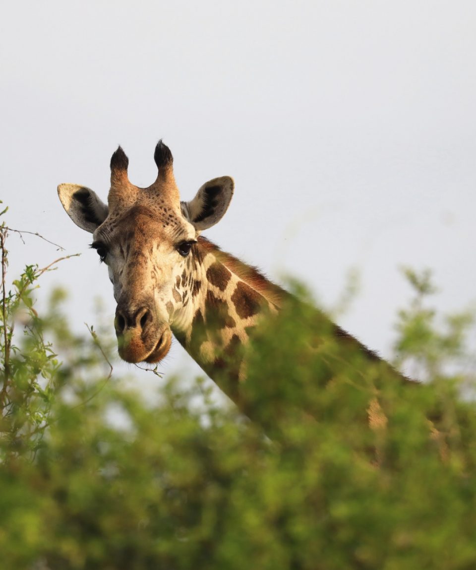 masai-giraffe-tsavo-east-national-park-kenya-africa