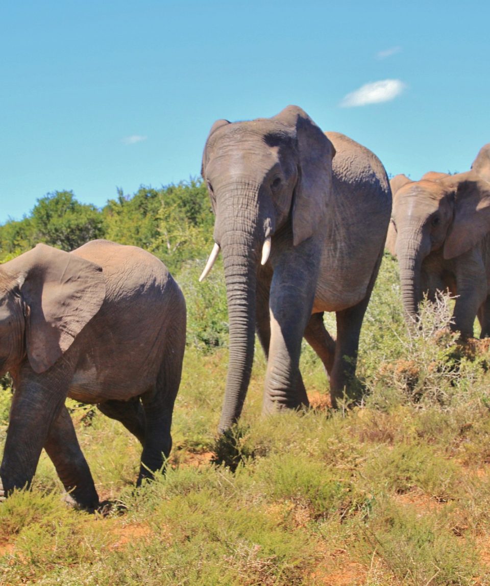 african-bush-elephant-463283_1920