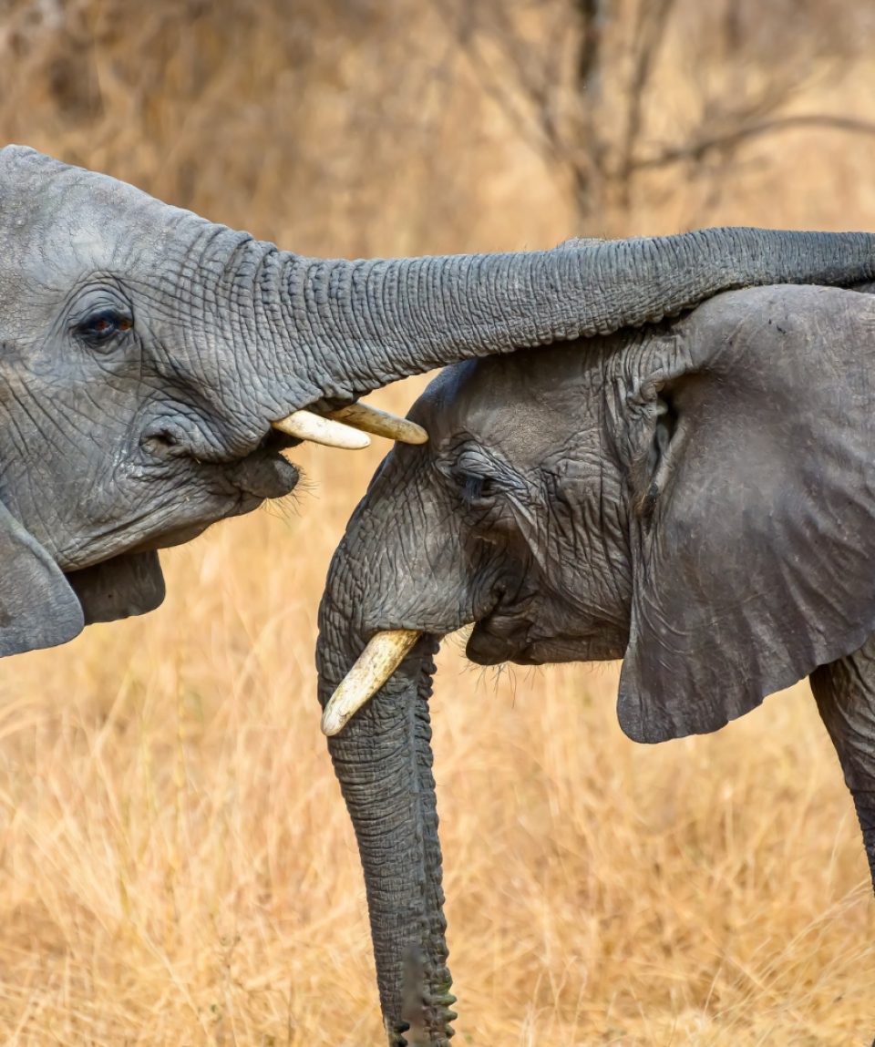 closeup-shot-cute-elephant-touching-other-with-trunk