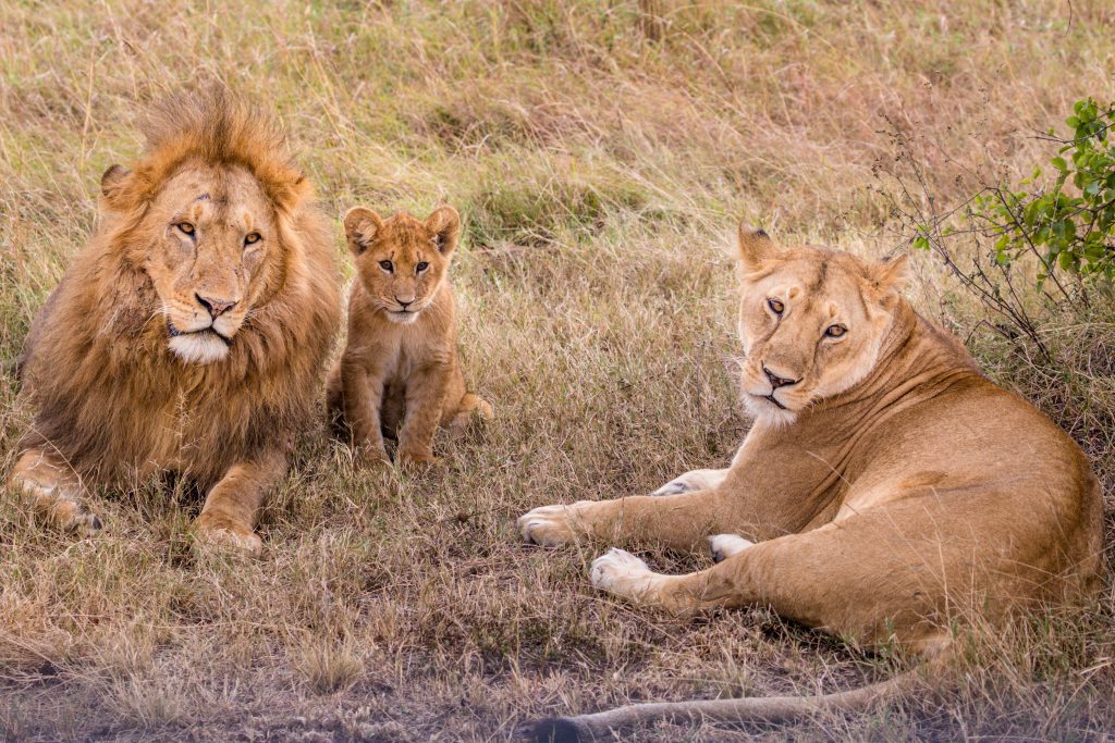 Image by Antony Trivet from Pixabay 