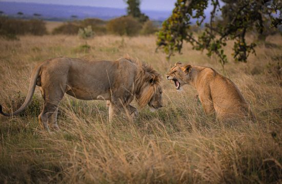 Photo by Twilight Kenya: https://www.pexels.com/photo/lioness-sitting-in-grass-and-roaring-7280783/