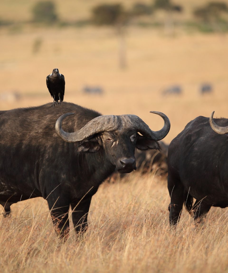 black-bird-resting-back-black-buffalo-field-covered-with-grass