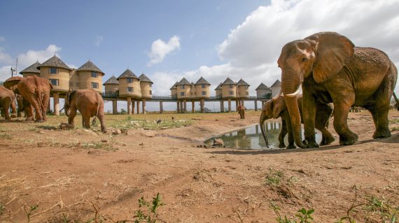 Sarova-Salt-Lick-Game-Lodge-Wildlife-26-scaled