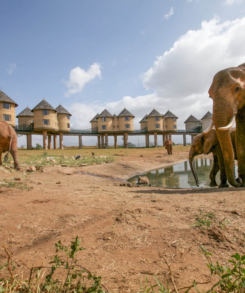 Sarova-Salt-Lick-Game-Lodge-Wildlife-26-scaled