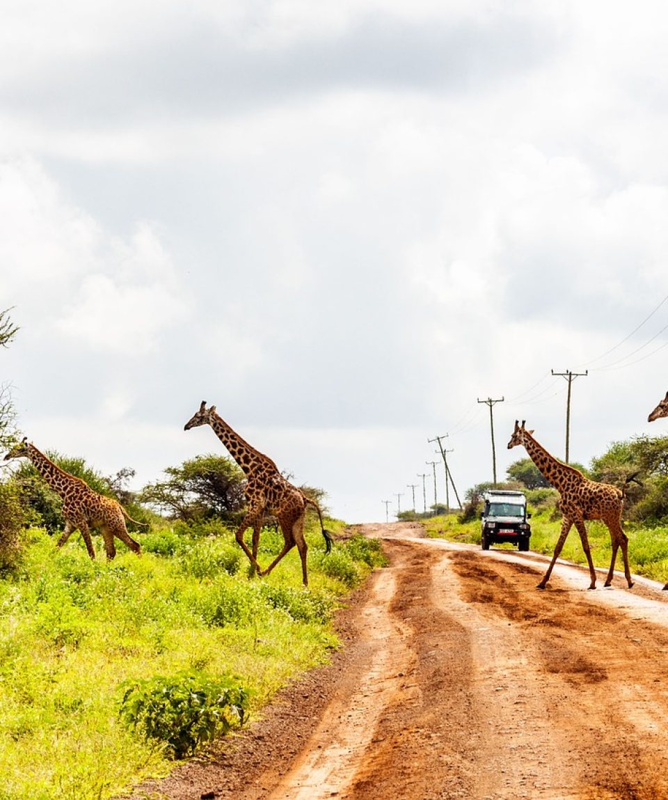 amboseli-4744085_1280