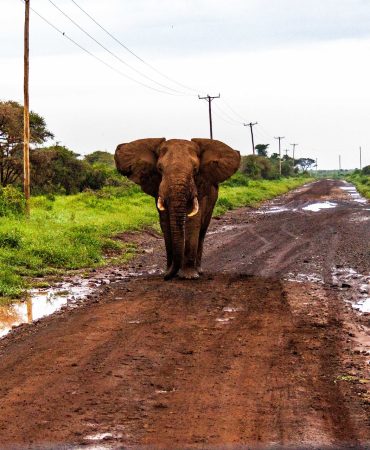 3 Day Amboseli Safari