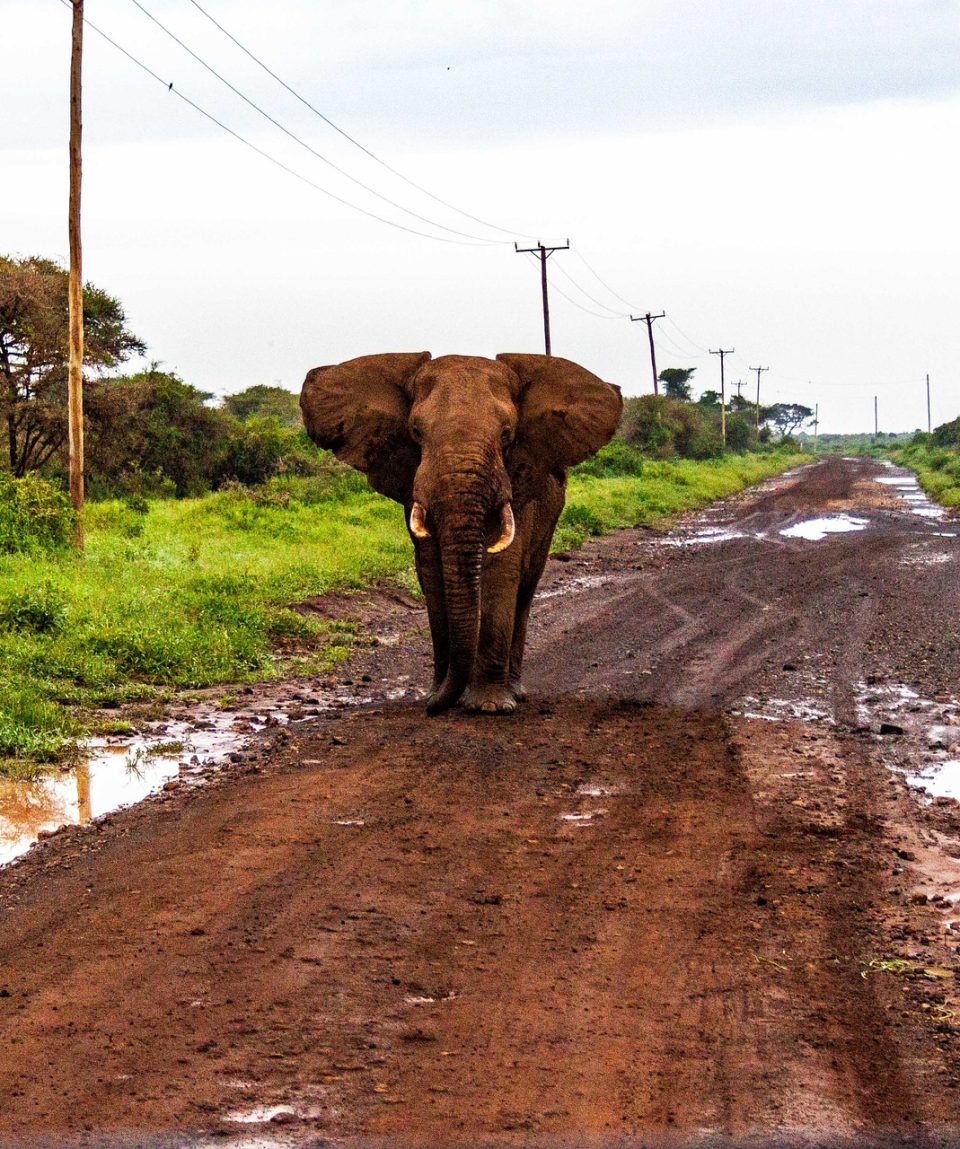 amboseli-national-park-4734688_1920